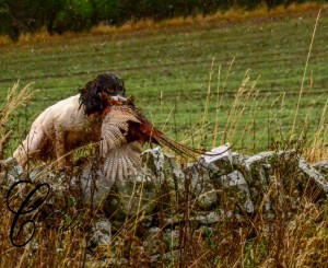 Hunting in scotland